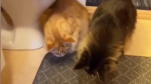 Funny Animal videos#2