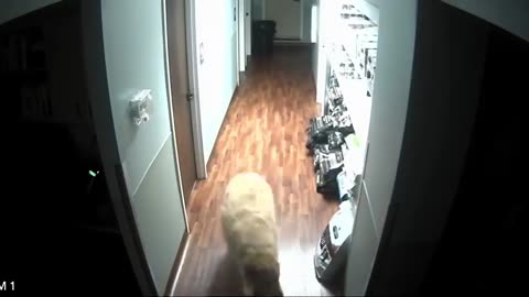 Houdini Great Pyrenees Dog Escapes Animal Hospital By Opening Several Doors!