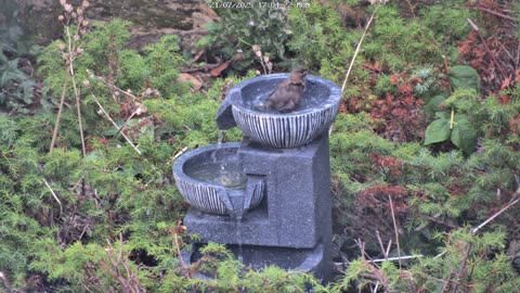 Sparrows Bathing in Bird Bath Fountain