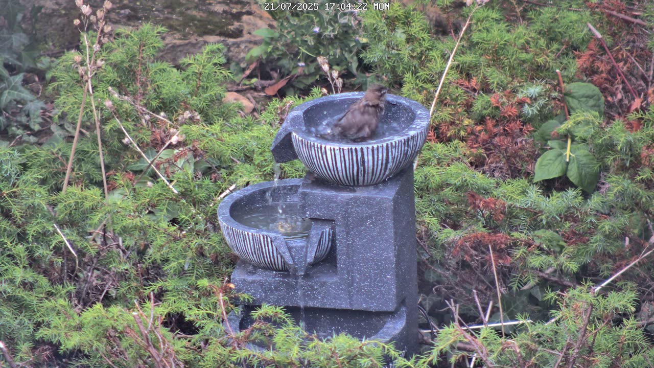 Sparrows Bathing in Bird Bath Fountain