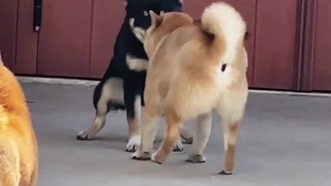 Dogs vs Dogs Gone Wild 🐾 | Dance Fight Challenge | Funny Shorts 2025
