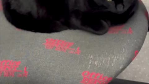 Cute Precious Piper Has Great Muscle Memory - My Adopted Shelter Cat Vlog #shorts