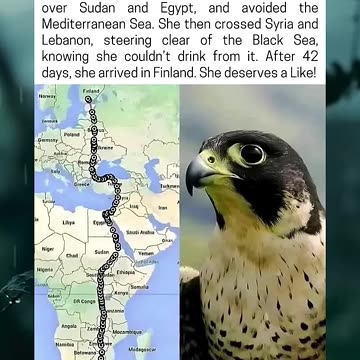 Falcon Flies From South Africa To Finland In 42 Days