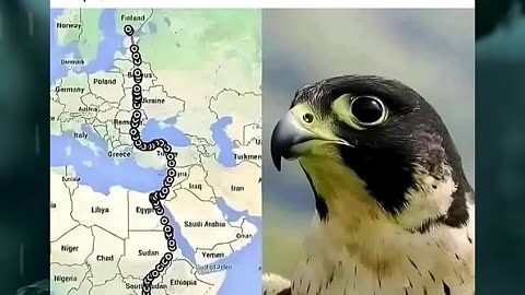 Falcon Flies From South Africa To Finland In 42 Days