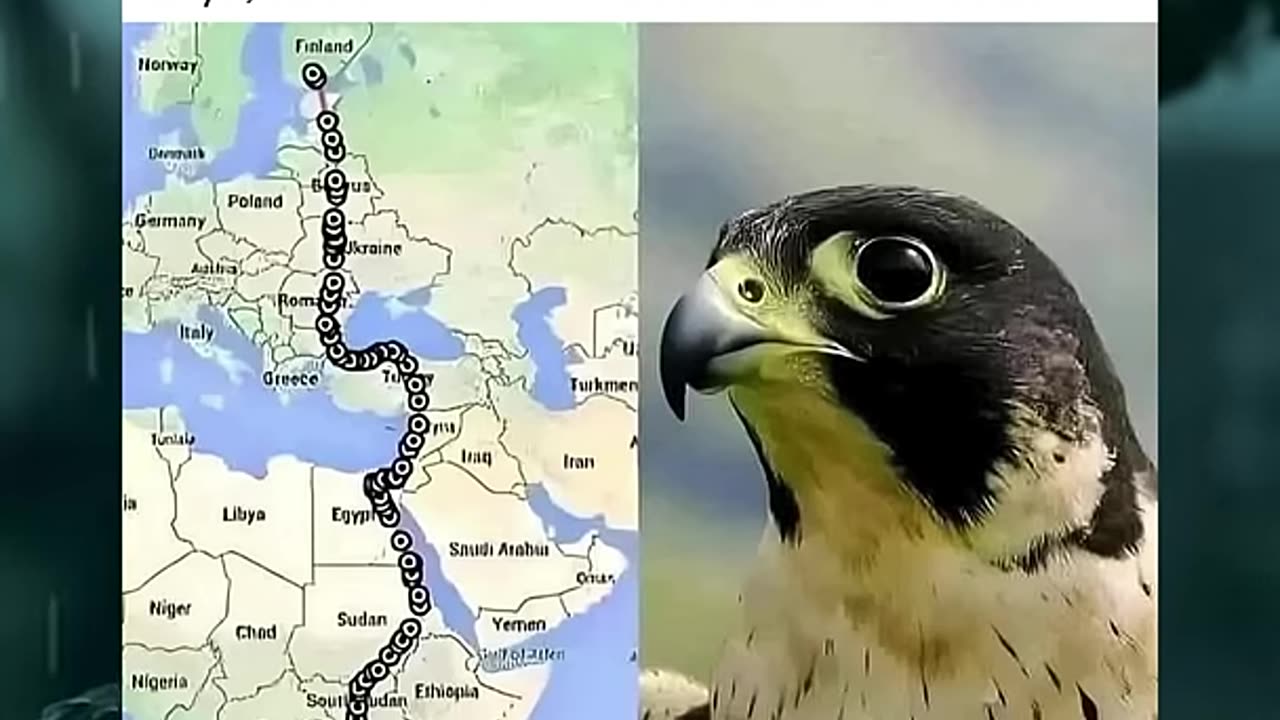 Falcon Flies From South Africa To Finland In 42 Days