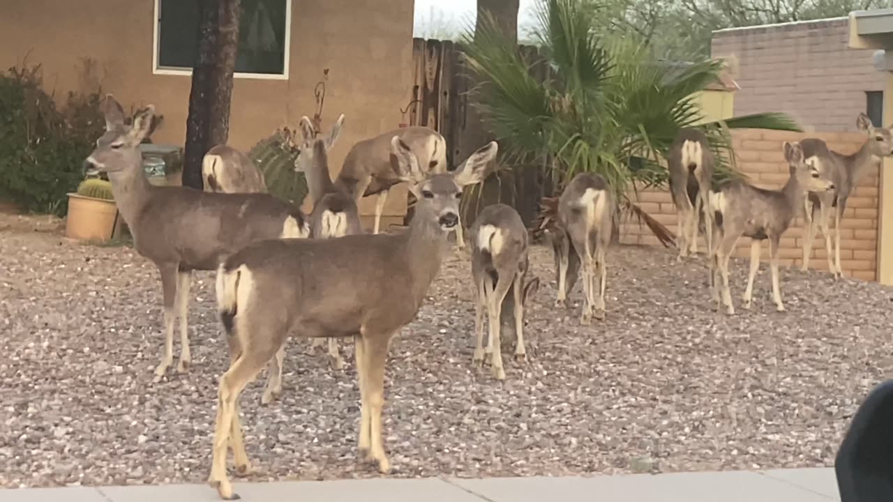 Deer Herd Gathers In Rocky Arizona Front Yard