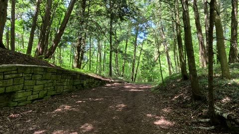 Scenic forest path that's a one of a kind. UHD. Up to 4K.