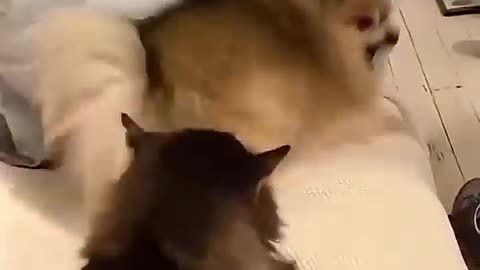Funny cat video funny animals videos pets funny