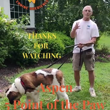 Aspen Shaping 5 Points Paw short 2