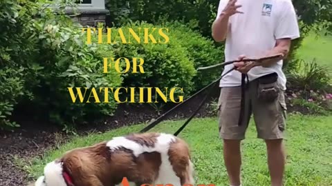Aspen Shaping 5 Points Paw short 2