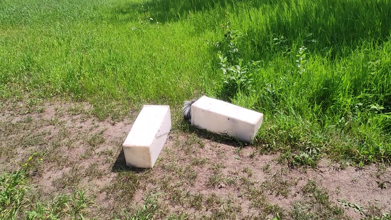 July 18, 2025 - ADC Skunks And Beavers