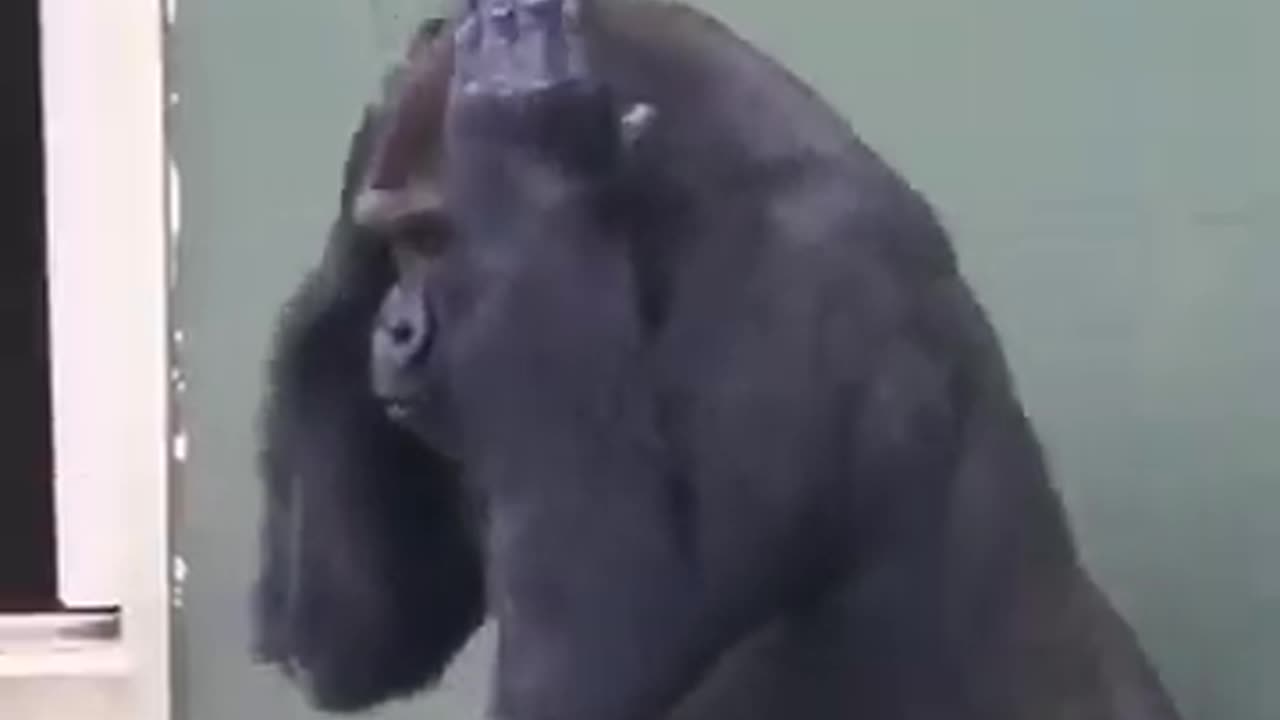 Gorilla core