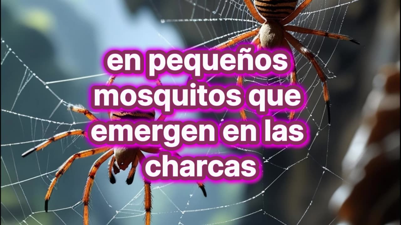 La telaraña más grande jamás vista: un hallazgo impresionante.