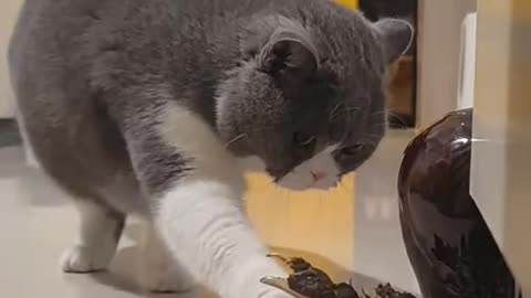Cute and Goofy Cat Reactions