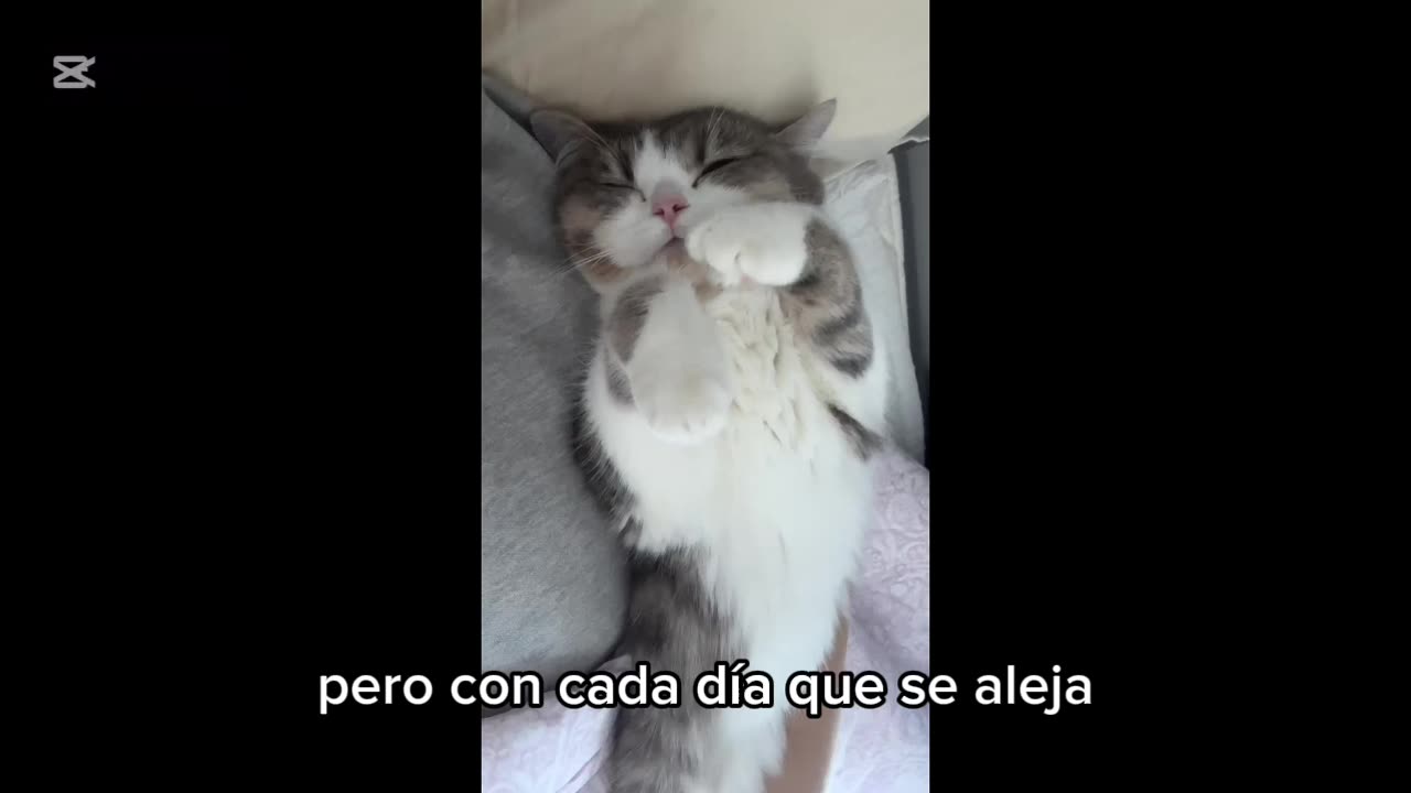 The cat will leave someday