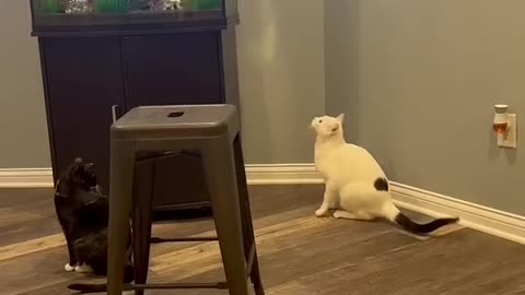 Funny animals