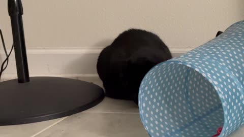 Cute Precious Piper Emerges From Her Hiding Spot - My Adopted Shelter Cat Vlog
