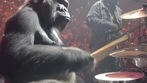 A video of a chimp playing the drums at a concert with a gorilla lead singer