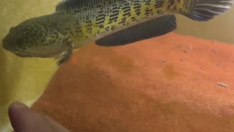 The carm of channa auranti macullata
