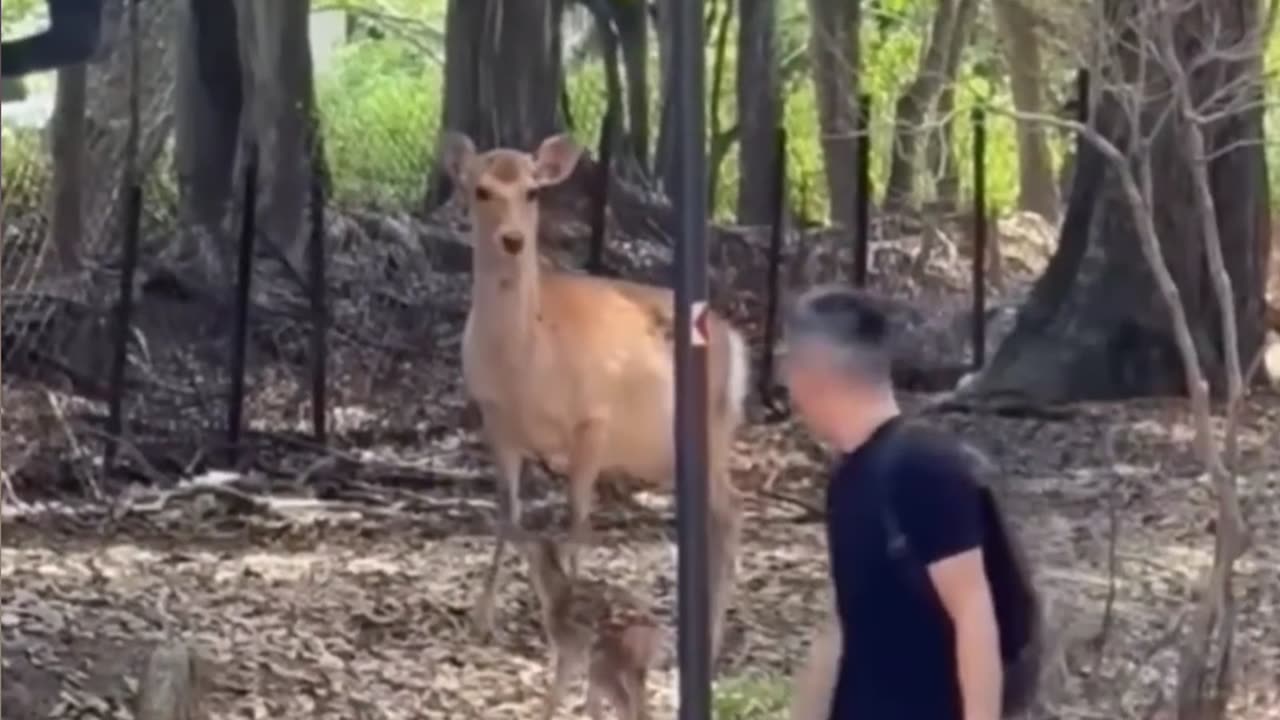 Deear Baby real short viral video