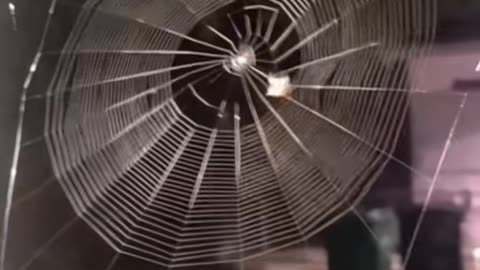 😱👹 The Shadow Figure That Haunts the Night! Watch Closely | TheHauntingHour