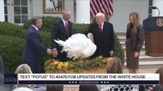 🔴Live - President Trump and The First Lady Participate in the Thanksgiving Turkey Pardoning