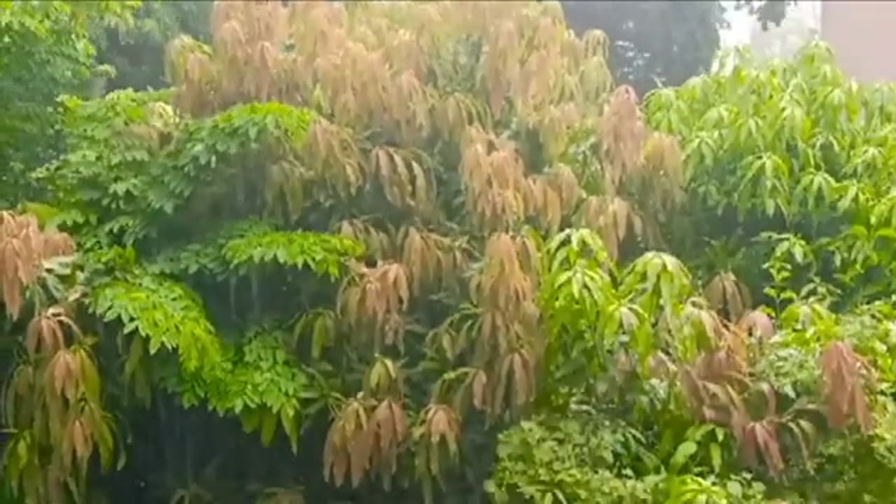 Rain Falling Videos