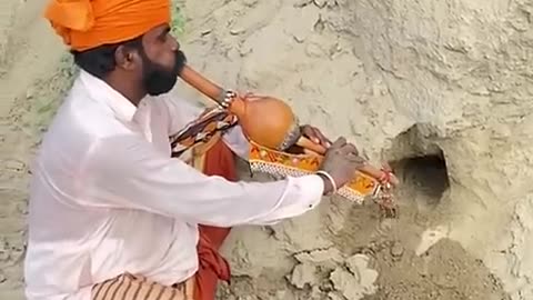 Este hombre calma cobras con una flauta #cobra #india