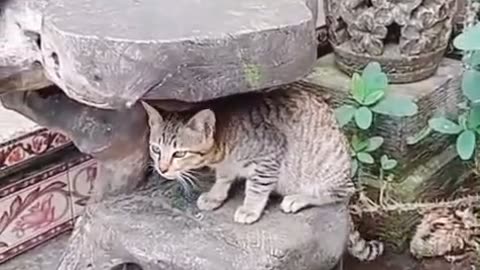 My Cat’s Secret Playground on the Old Wooden Throne! 🐾🤣