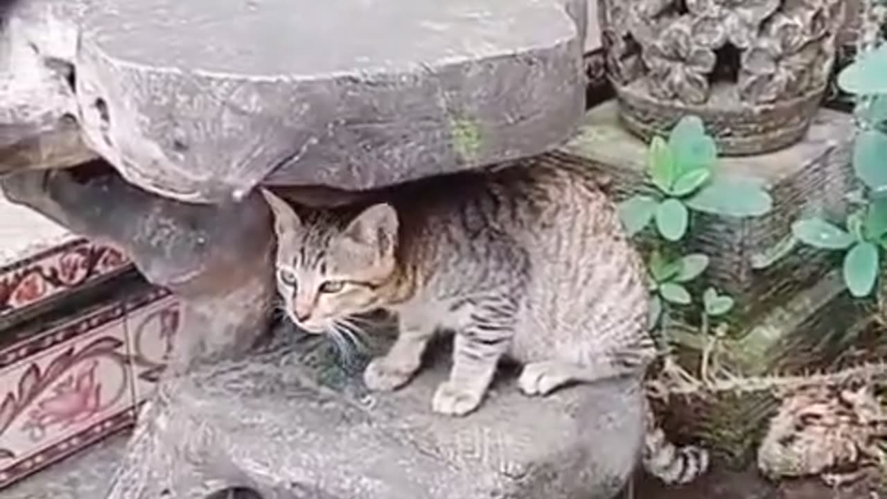 My Cat’s Secret Playground on the Old Wooden Throne! 🐾🤣
