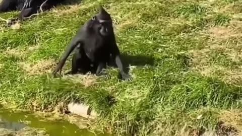 #funnyanimals Life is fun!