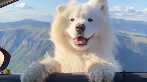 My Dog Cute Reaction