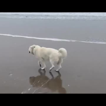 beachdog