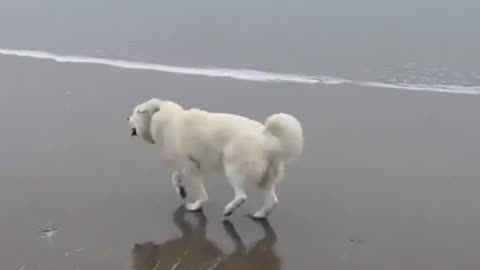 beachdog