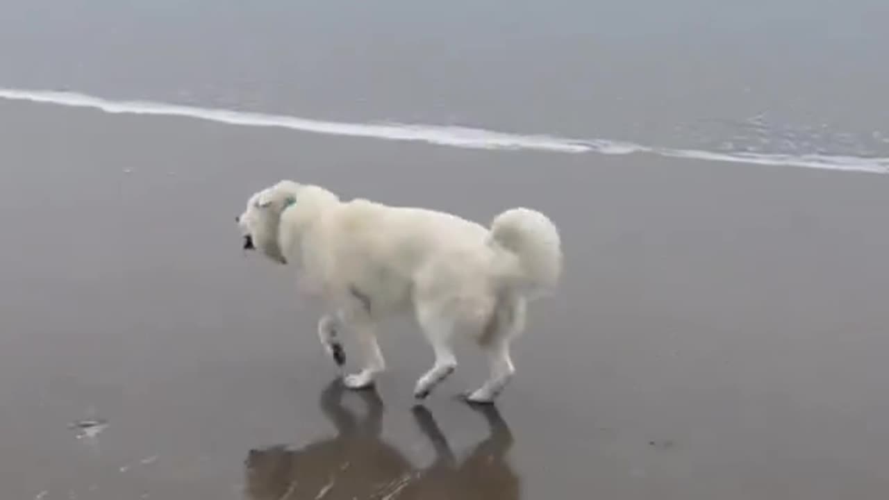 beachdog