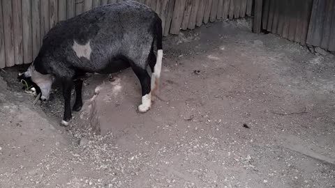 sheep