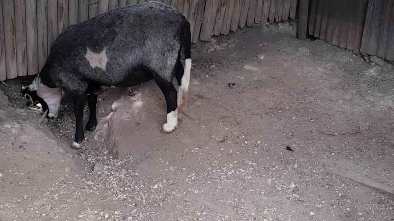 sheep