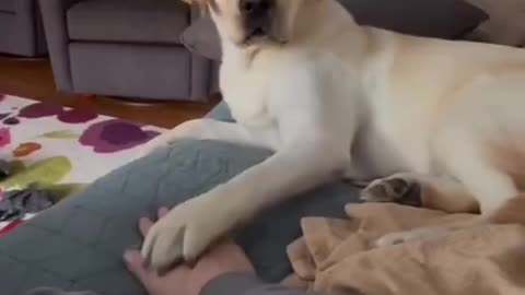 Paw war.. 😂