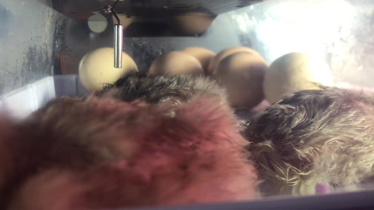 Young chicks 🐣