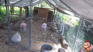 Chicken Live Stream