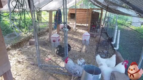 Chicken Live Stream