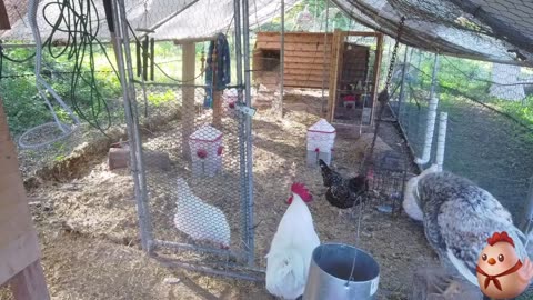 Chicken Live Stream