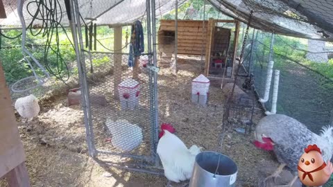 Chicken Live Stream