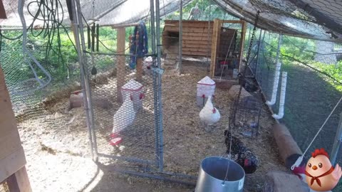Chicken Live Stream