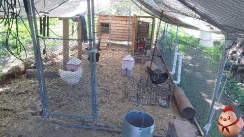 Chicken Live Stream