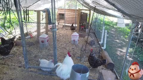 Chicken Live Stream