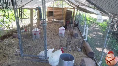 Chicken Live Stream
