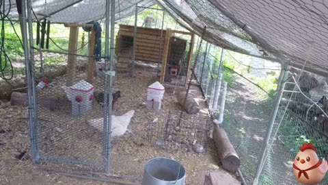 Chicken Live Stream