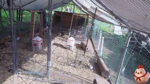 Chicken Live Stream