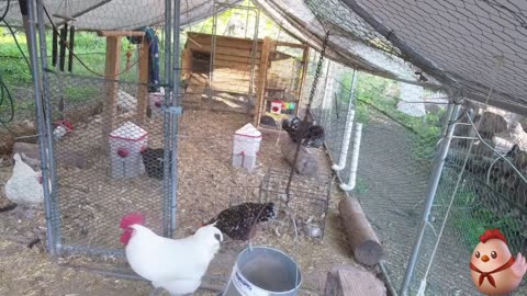Chicken Live Stream